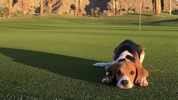 Nominate your pooch for our 2019 calendar