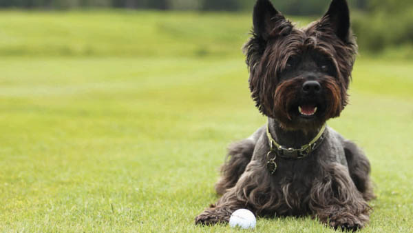 Dog days of summer are here