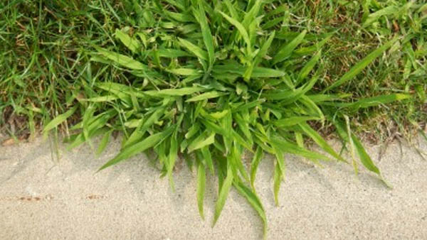 Michigan State researcher offers advice on post-emergent crabgrass control