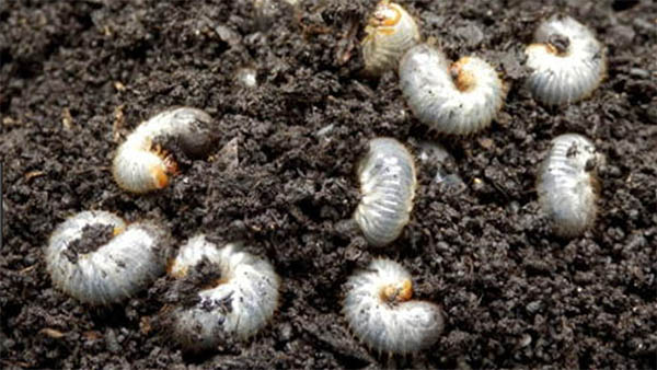 Some grub behavior remains a mystery