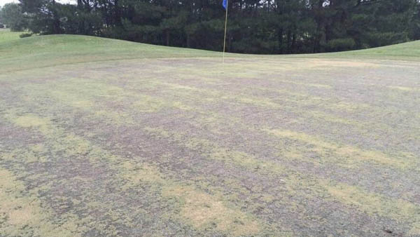 Cold temps deal blow to some Grand Strand courses