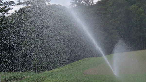 For some, cool, wet spring means moss