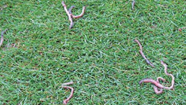 Research shedding light on earthworm activity on golf courses