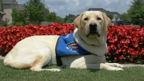 Jacobsen CPO program helps connect vets with service dogs