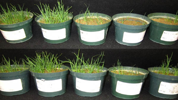 Missed a TurfNet Webinar? Watch the free recording