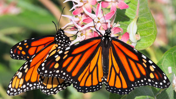 Research aims at establishing monarch-friendly protocols