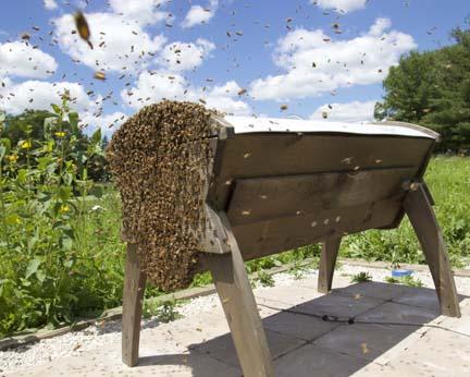 Helping the local bee population rebound has provided Bryan Bergner with a sense of accomplishment.