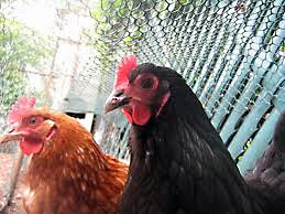 chicken_economics.jpg