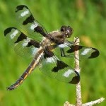 dragonfly-150x150.jpg