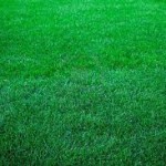 lush-green-grass-150x150.jpg