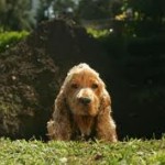 hole digging dog hole-digging-dog-150x150.jpg