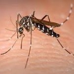 mosquito mosquito-150x150.jpg