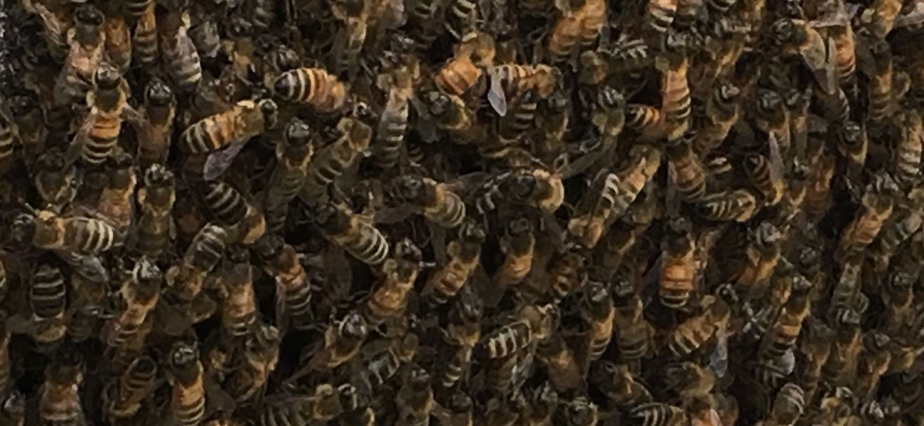Bees provide educational opportunities as well as honey