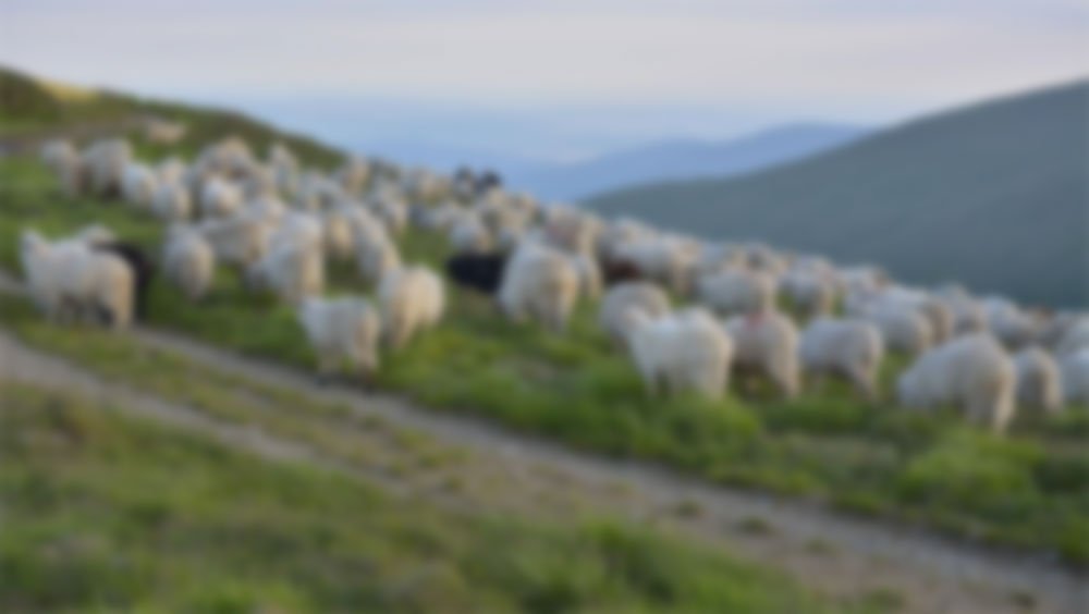 A Shepherd’s Life