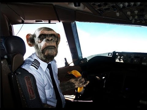 512169656_MonkeyPilot.jpg.0ca592cce6ea0ccea582e3d6f11d494c.jpg