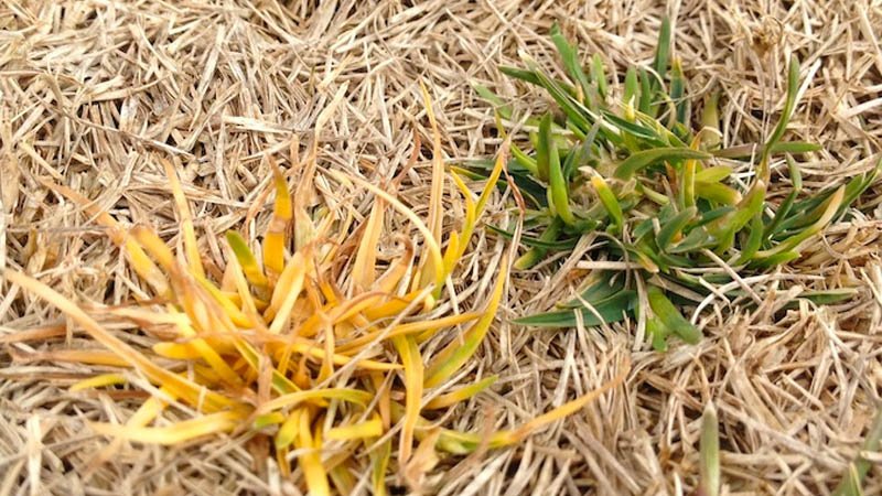 virtual field day provides tips for poa control news tips resumes