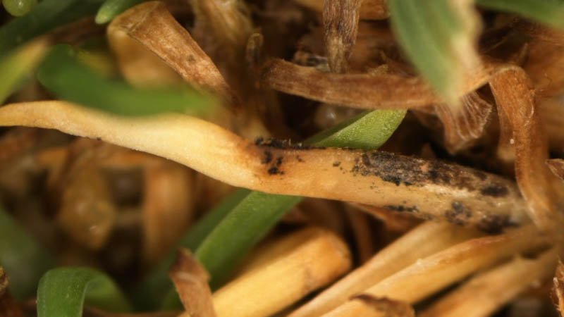 051519anthracnose.jpg