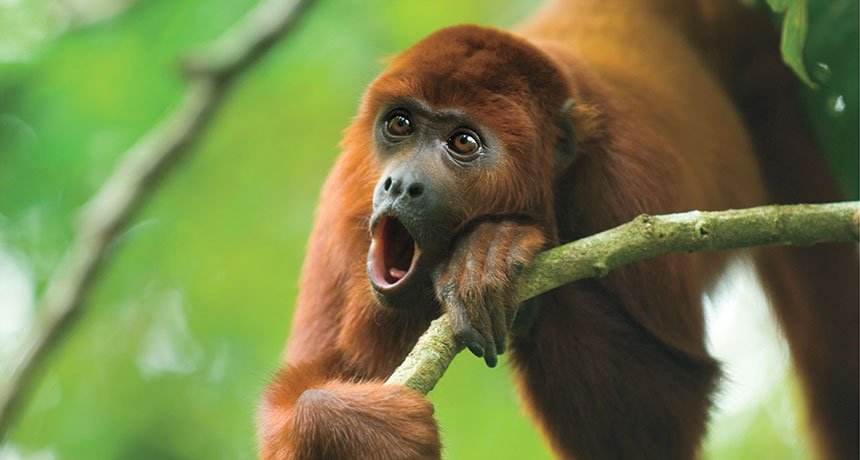 howler monkey