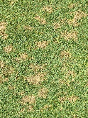 Turf Fungicide Chart