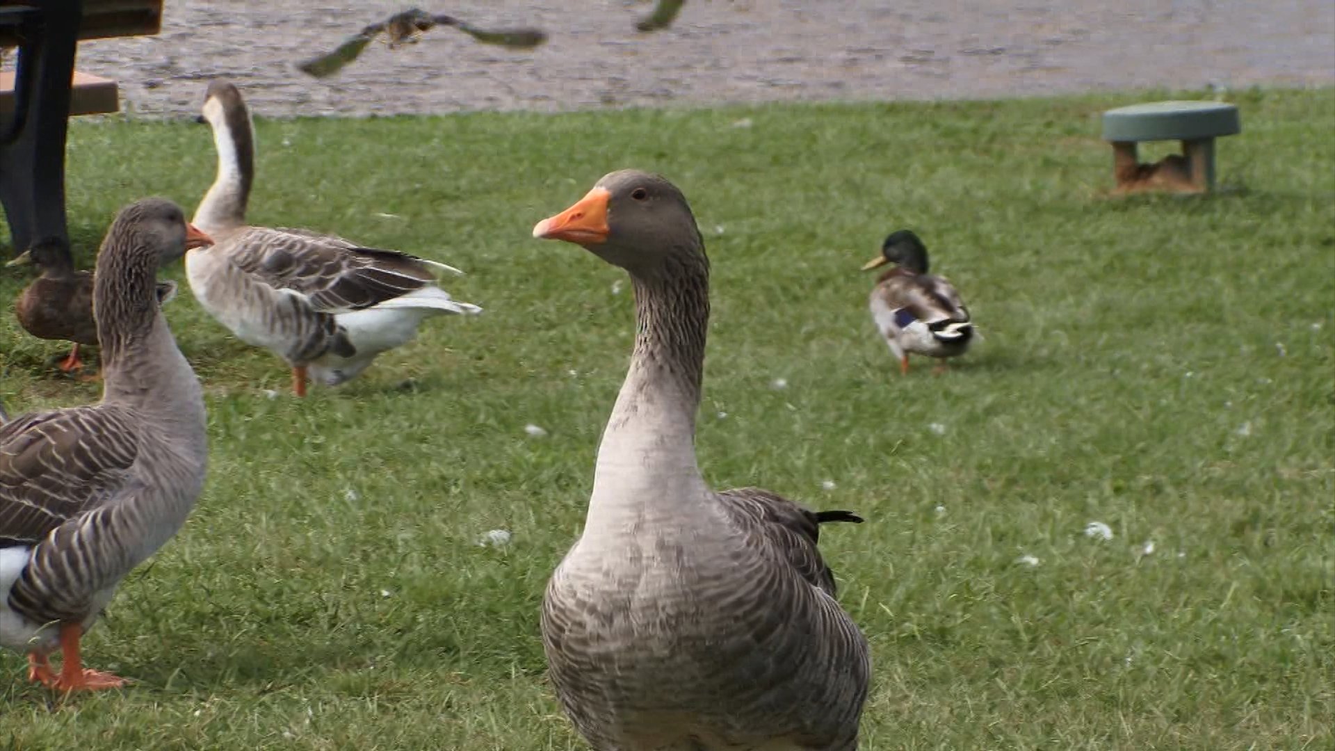 Goose-icide with Buddy