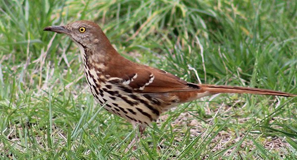brown_thrasher.jpg