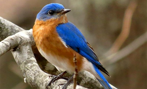 eastern_bluebird.jpg