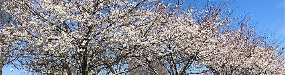 Spring Will Be Online This Year...