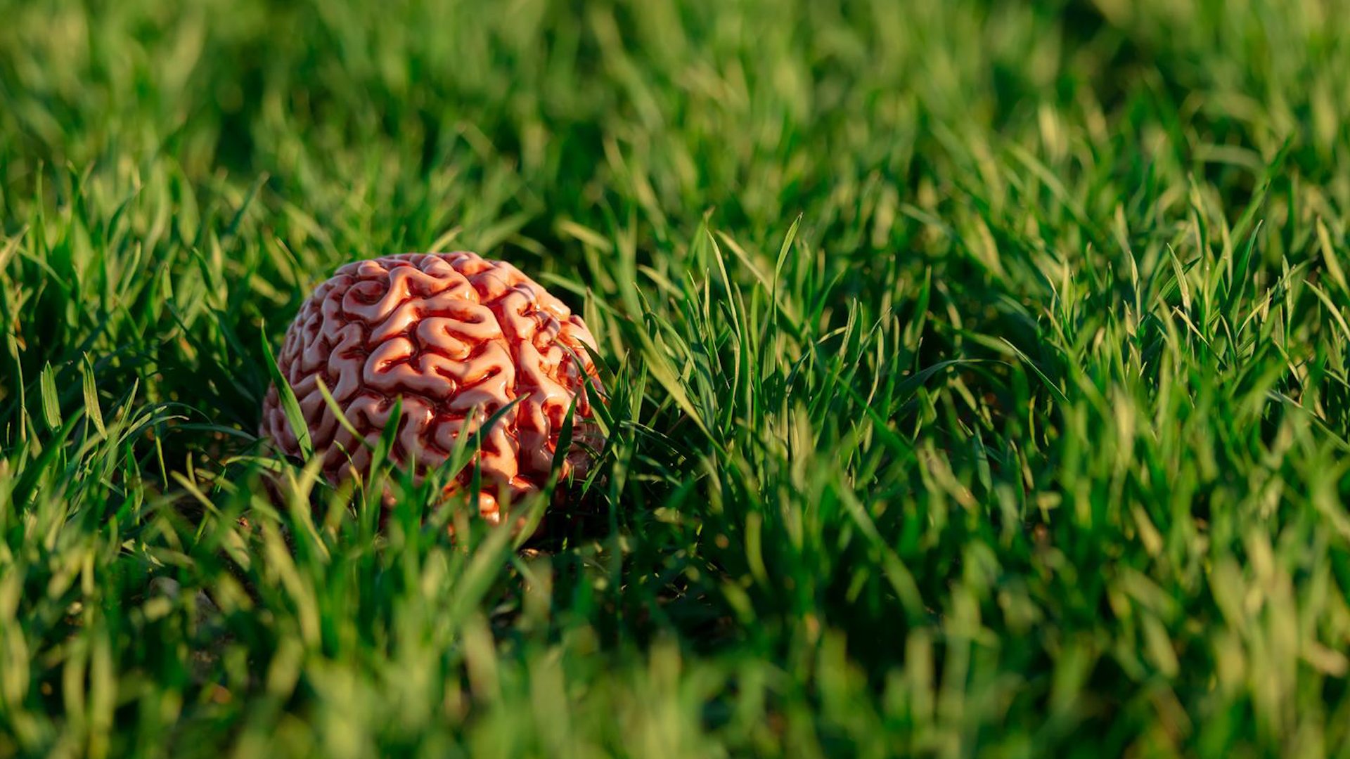 Adjust Your Brain . . . Naturally