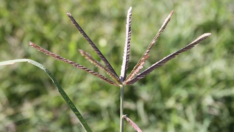 041422 weed3.jpg