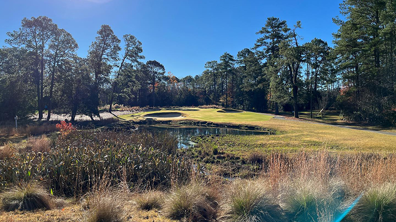 120622pine needles.jpg