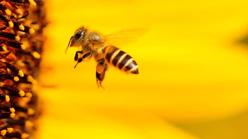 101323 neonics.jpg