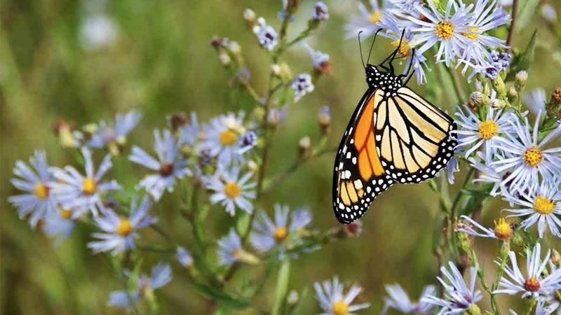 121724 audubon fairways.jpg