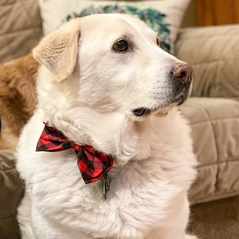 frosty_ruff.jpg