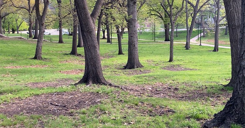 grove.jpg