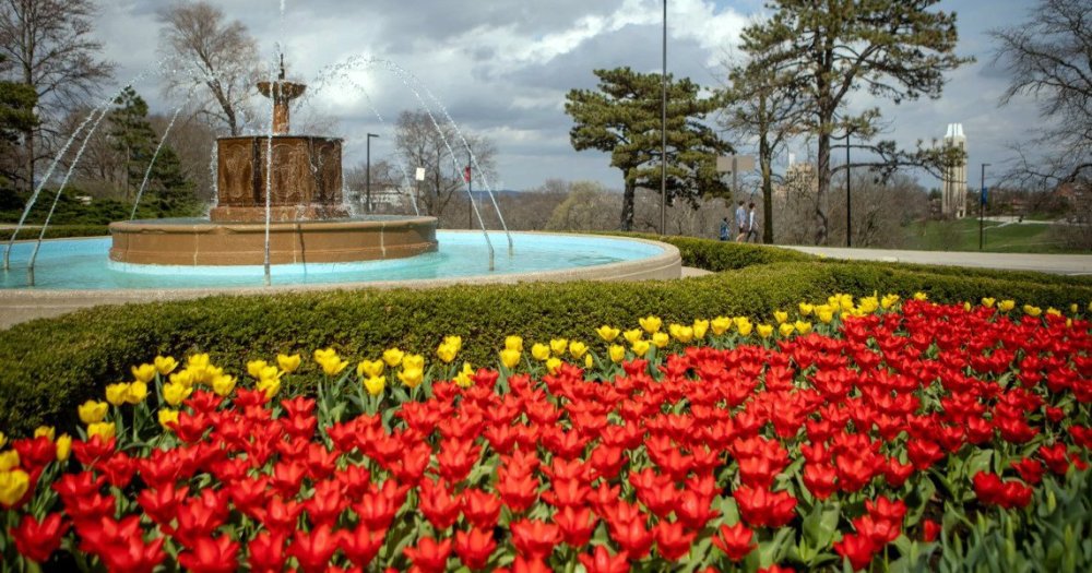 darwin_tulips.jpg