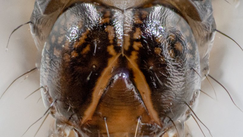 090425 armyworms.jpg