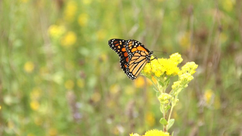 More information about "Audubon's Monarch program grows by more 100 courses in 2025"