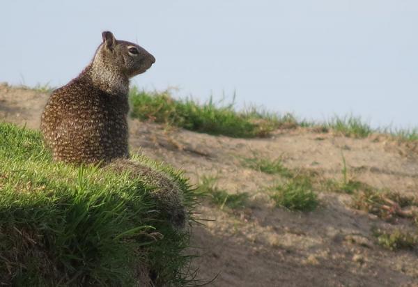 Ground squirrels are synonymous with Shoreline Golf LInks in Mountain View, California. All photos by John Reitman