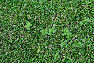 Chickweed in creeping bentgrass.