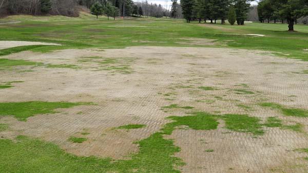 This green that has been damaged by winter conditions has been slit-seeded in multiple directions.