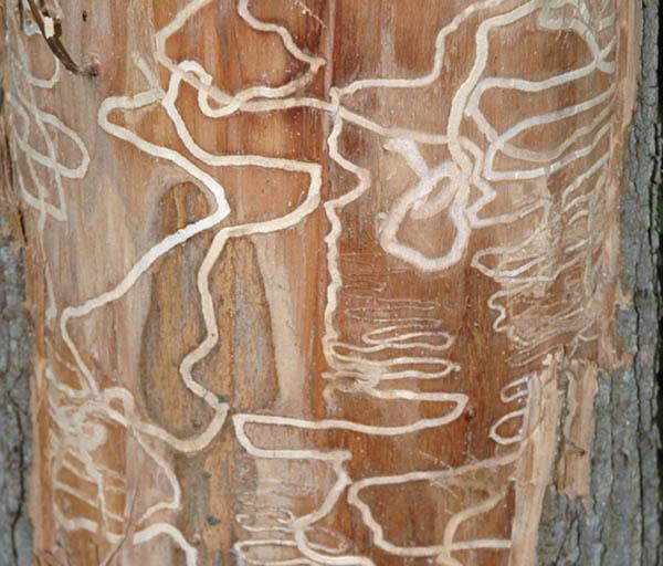 EAB larvae feed on the layer underneath the bark, disrupting a tree's ability to take up water or nutrients.