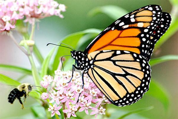 Some species of milkweed attract bees as well as monarch butterflies. Photo by Jim Hudgins/USFWS.