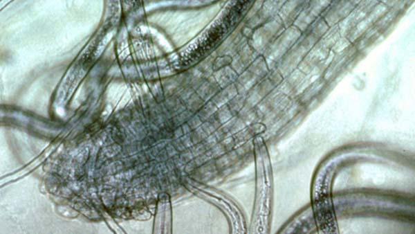 Sting nematodes zero in on a blade of grass. Photo by USGA