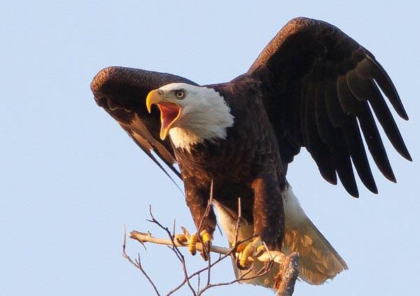 Elliot sits perched high atop the Bear Trace Golf Club at Harrison Bay.