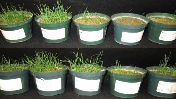 TurfNet's collection of recorded Webinars includes nearly 200 presentations from dozens of turfgrass researchers.