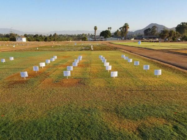 Preliminary results of a study in California indicate that a combination of Revolution and Primo Maxx could help save water on sufficiently fertilized Bermudagrass.
