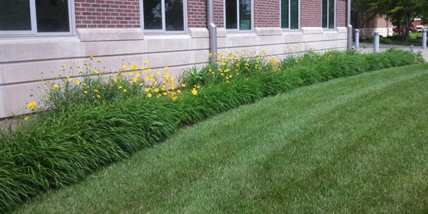 Good: Bed of coriopsis along our Alumni Science Center