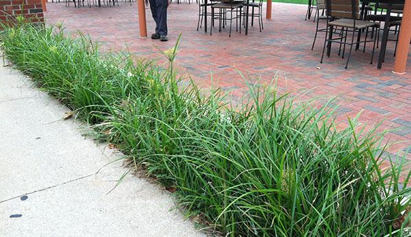 Bad: Nutsedge in a bed of liriope