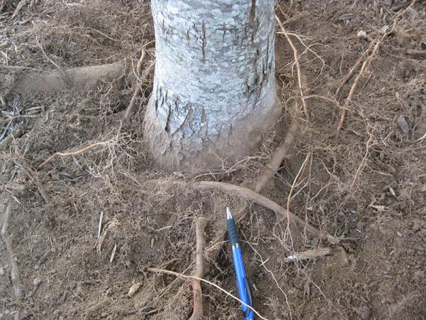 Obvious SGRs that require pruning/removal.