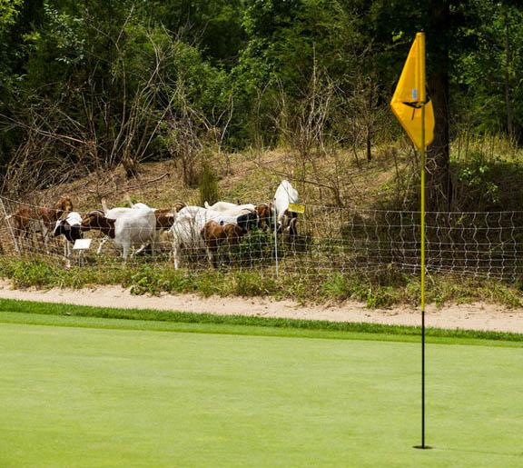 Goats have been an eco-friendly way to remove undesirable plants from Radrick Farms Golf Course at the University of Michigan. Photo by Ann Arbor News